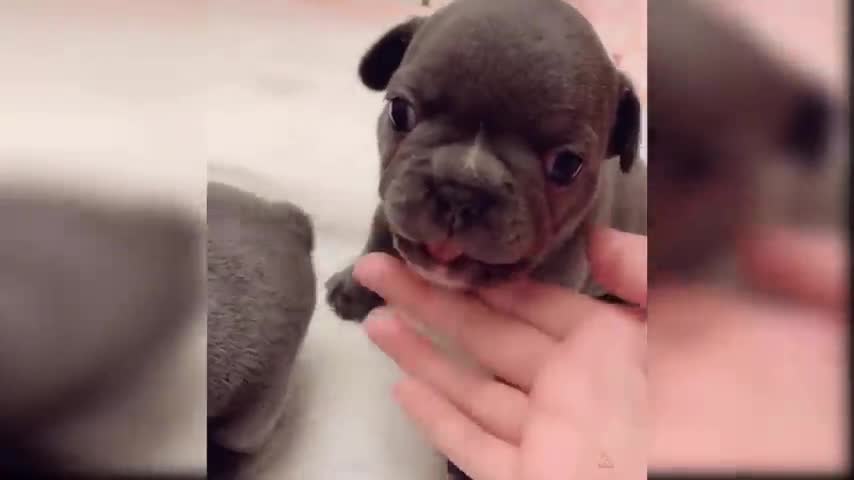 Cute dog video