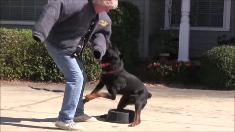 🐕 Teaching dogs to guard people and objects.