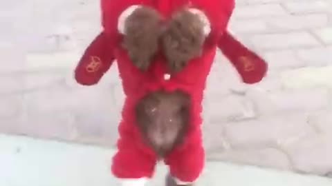 Lovely, funny dog walking