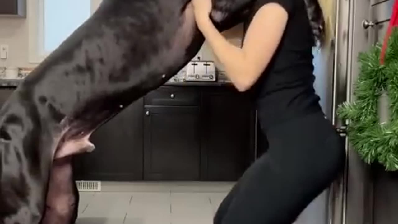 this dog is larger than human