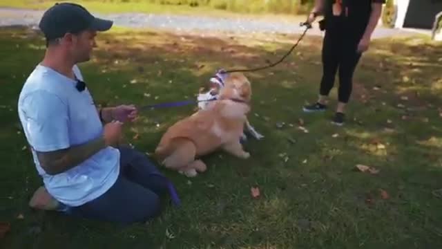 How to Train a Barking Anxious German Shepherd Dog with a Prong Collar