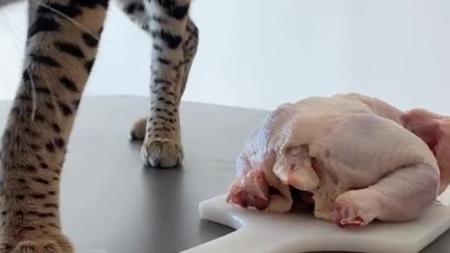 Cute and Funny Cat Videos Compilation - PART 20