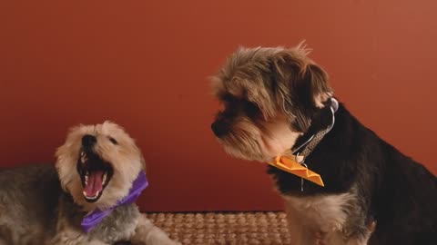 Two Cute Puppy Yawning and feel hungry