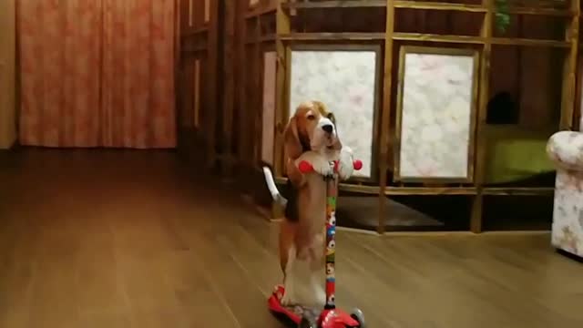 Clever Beagle Riding A Scooter