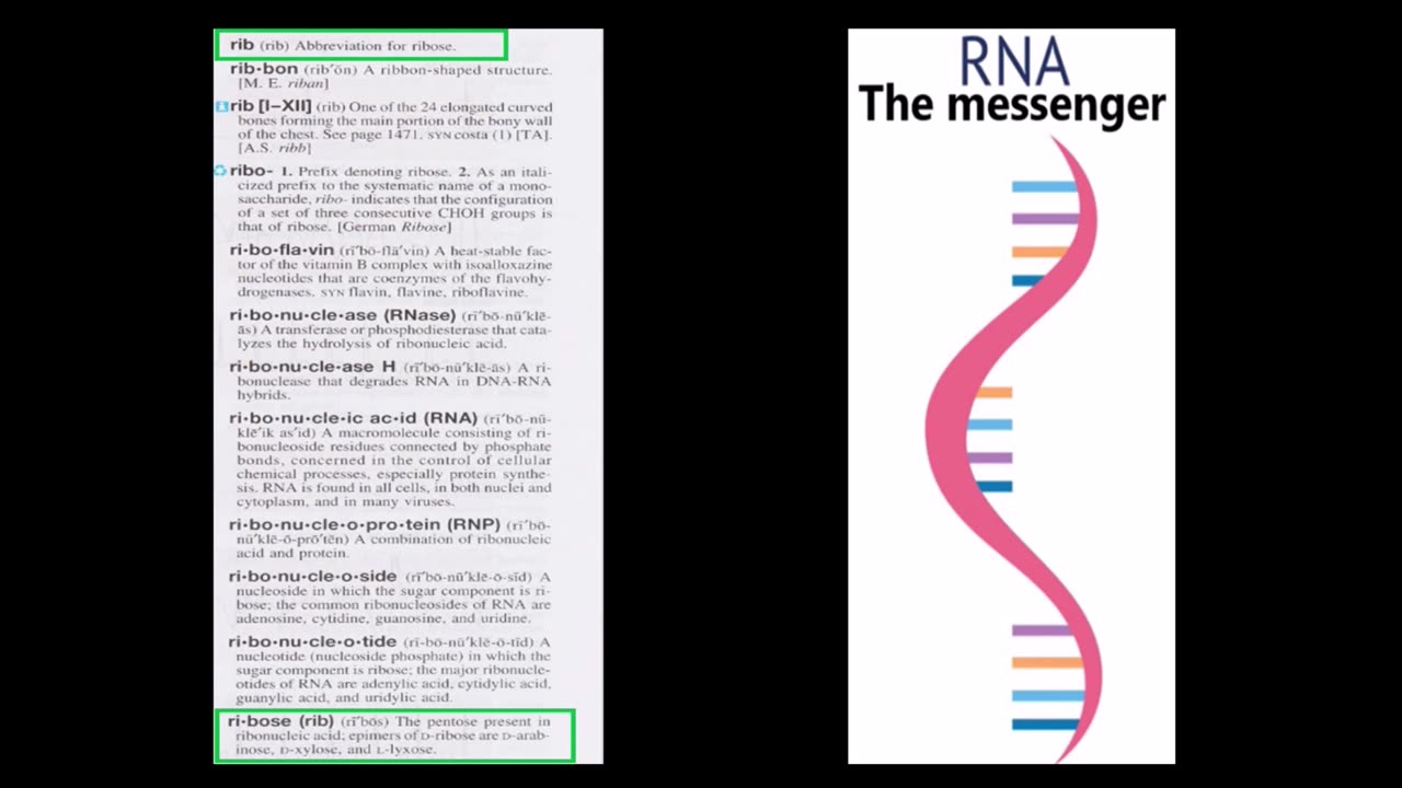 [The rib] ribonucleic acid