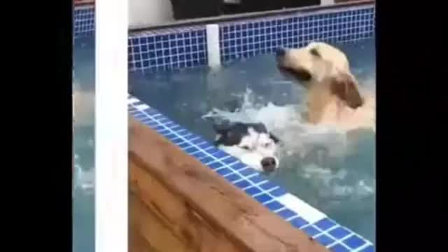 Super cute and funny dog video collection