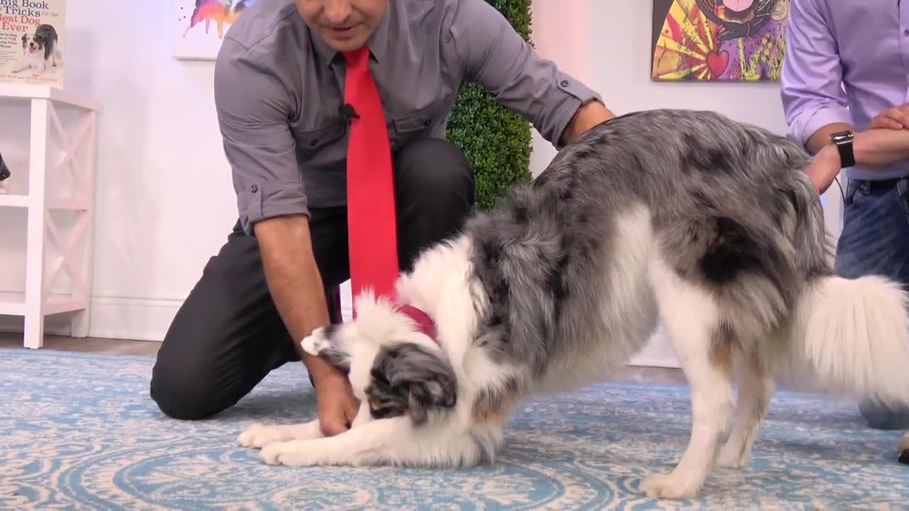 6 Impressive Dog Tricks That Are Easier Than You Think!