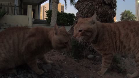 Homeless cats in Ras Al Khaimah, UAE: ED SHEERAN & CHRIS MARTIN #EdSheeran #ChrisMartin #TheVoice