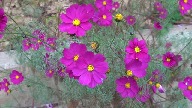 Beautiful cosmos blooming in autumn