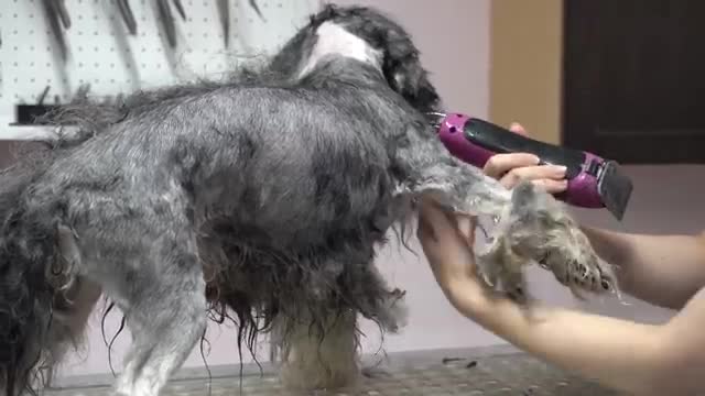 MATTED to the SKIN! Sweet 16 year old dog gets a fresh start