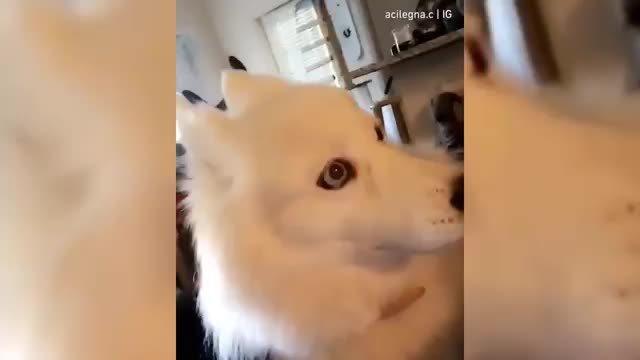 When Your Dog Smells Another Dog On You