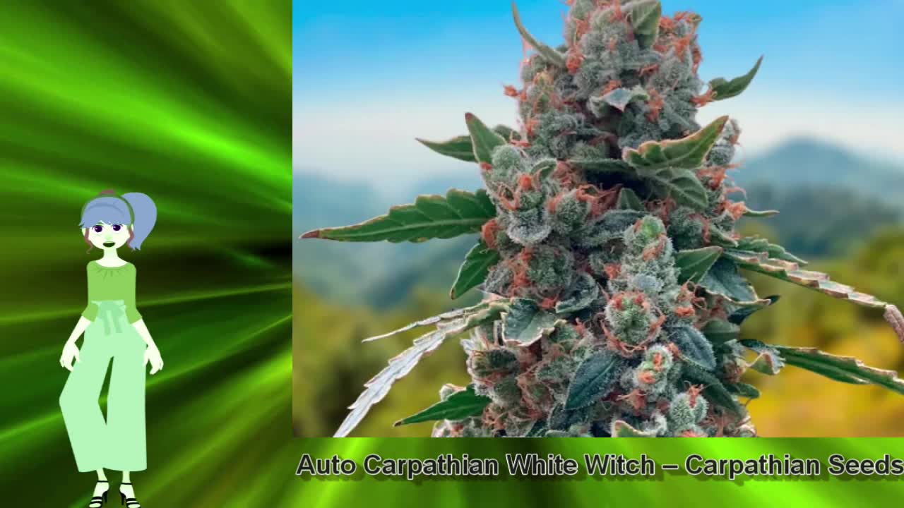 Auto Carpathian White Witch – Carpathian Seeds