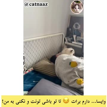 When the cat wakes you up