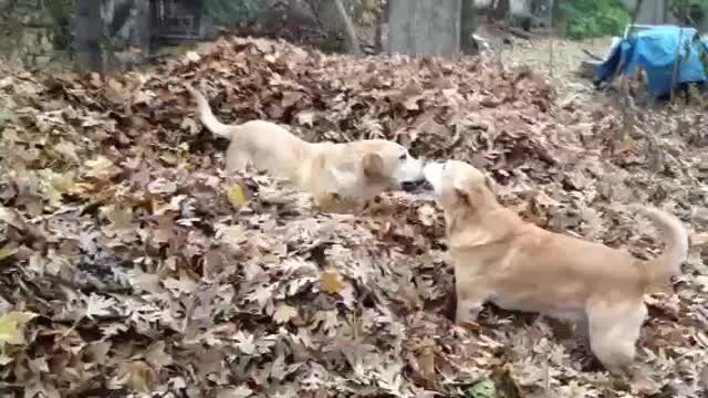 Dogs playing in leaf pile