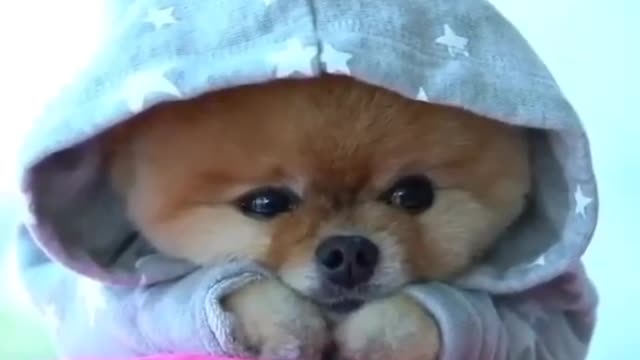Look at this cute little beast 😍