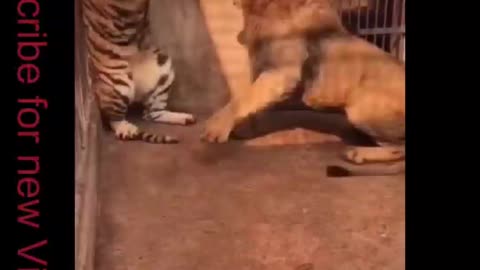 Lion Vs Tiger , Rarest Animals Fights , #wild Animals # Nature