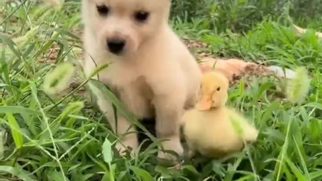 When ducks and puppies are friends, the picture is beautiful.