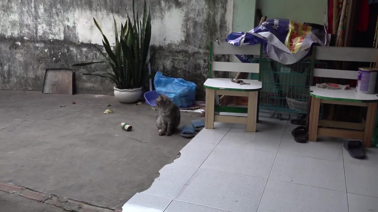 Steady cat
