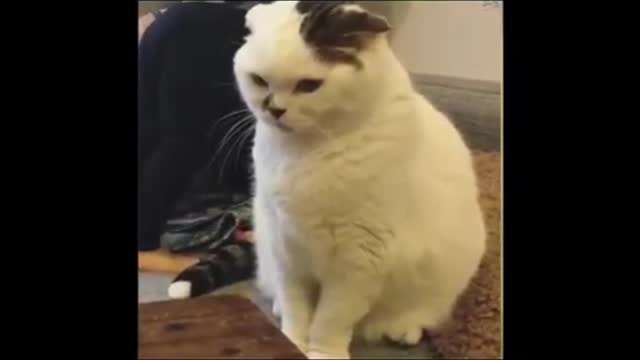 A Cats Life