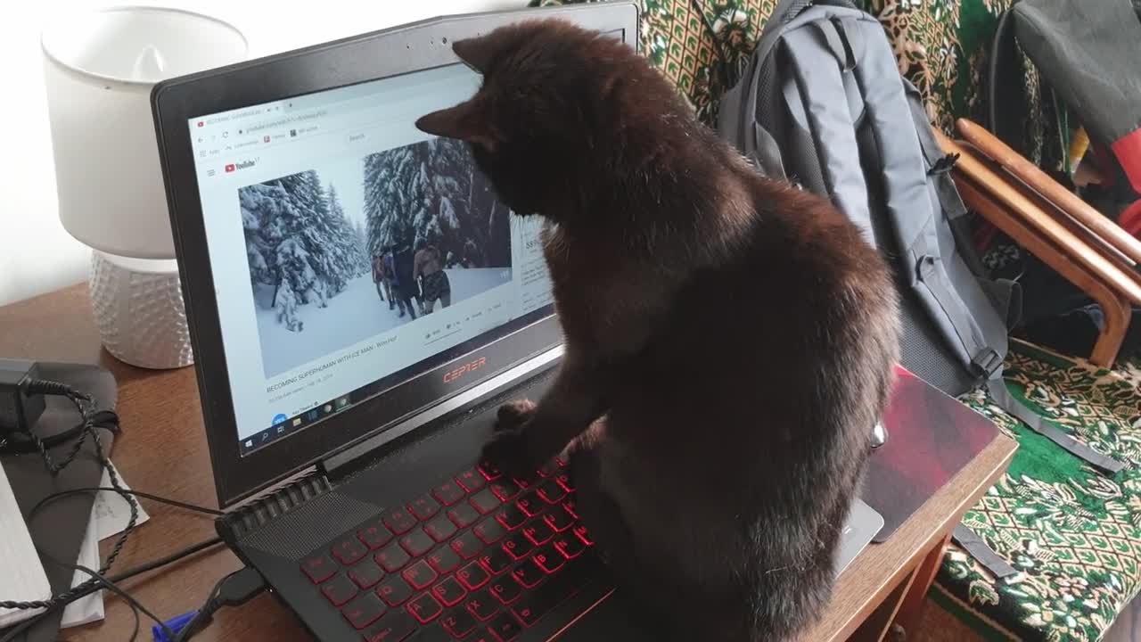 Cat is really interested in Wim Hof method! Funny video