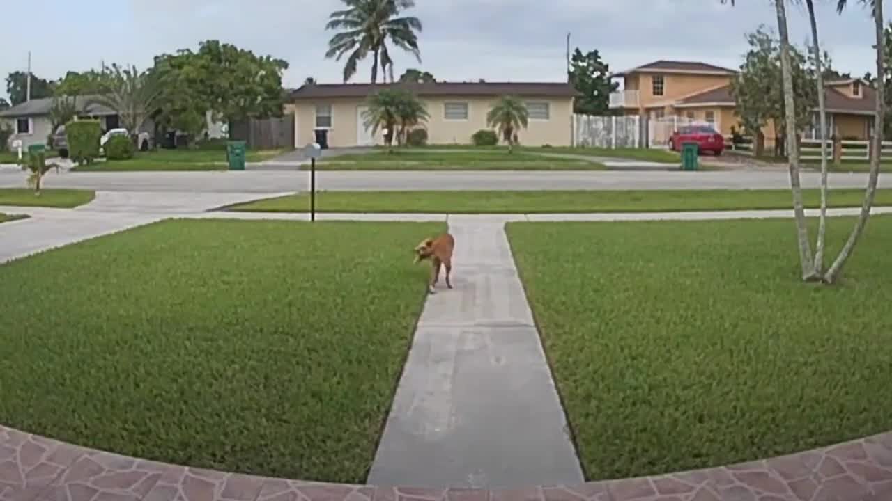 Just an Odd Dog Walking While Holding His Tail Seen Via Ring Video #2021