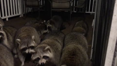 Italian Raccoon Whisperer