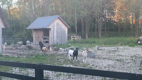 Goat Karma with Hay in her mouth 08.2020