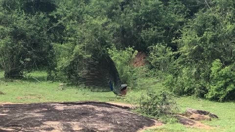 Peacock Dance