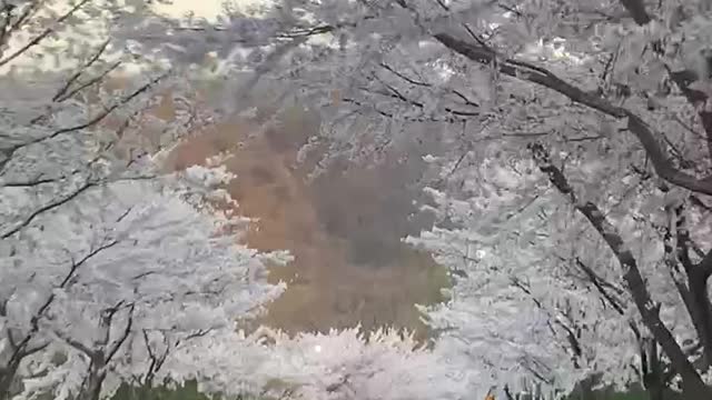 I saw a beautiful scenery while driving.