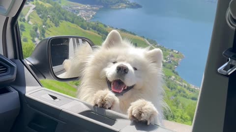 Samoyed Wiggles His Ears