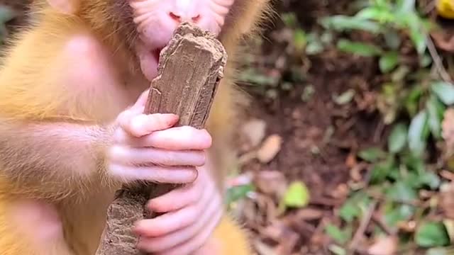 because of hunger this monkey eats wood