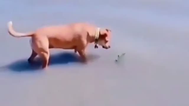 Funny dog vedio 2021