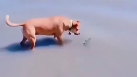 Funny dog vedio 2021