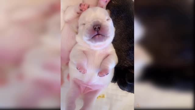 cute and funny baby dogs puppies06