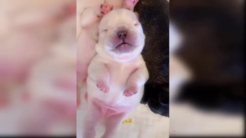 cute and funny baby dogs puppies06