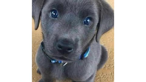 cuddly puppy