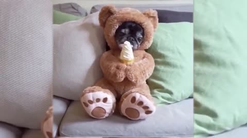 OMG Best Funny Cats and Dogs Compilation , Super Cute!!!