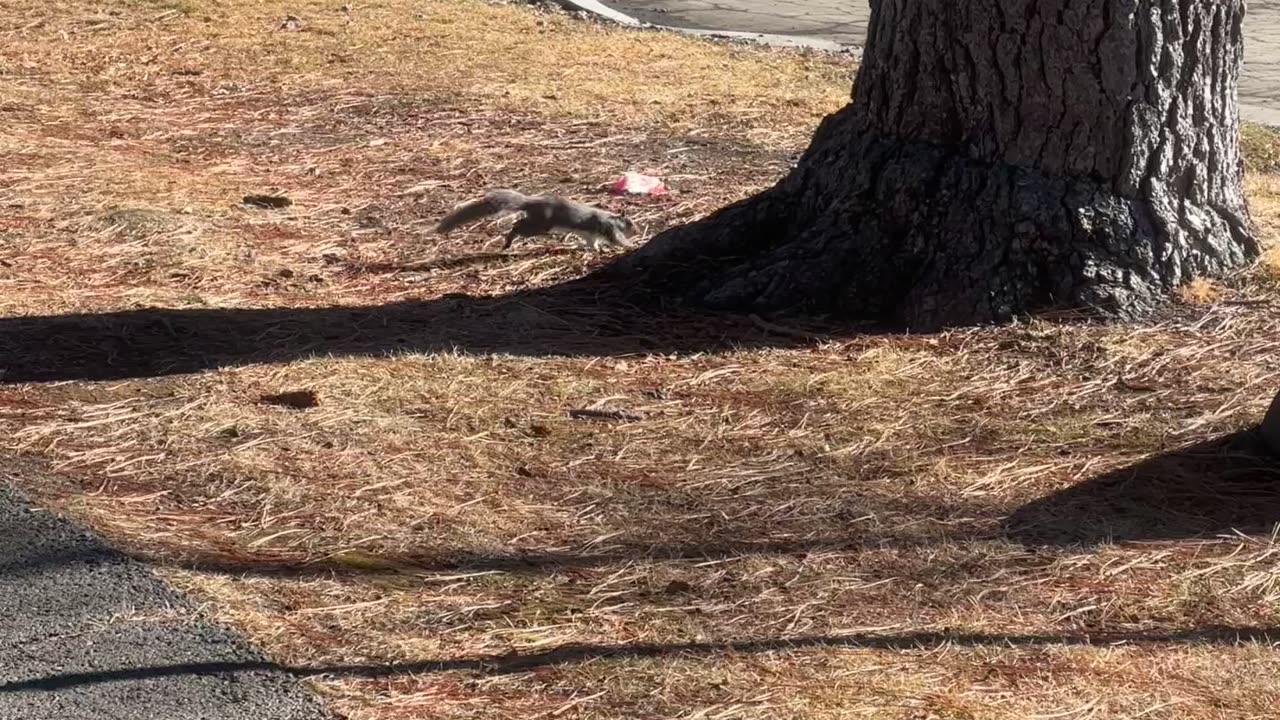 squirrel In winter