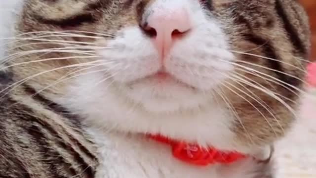 I love my cats more than you and more than anything in this world