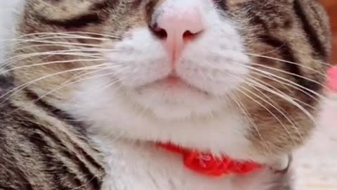 I love my cats more than you and more than anything in this world