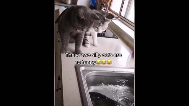 Two funny cats vs fish