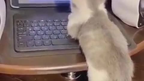 Best Funny Video of cats | Cat video 2024