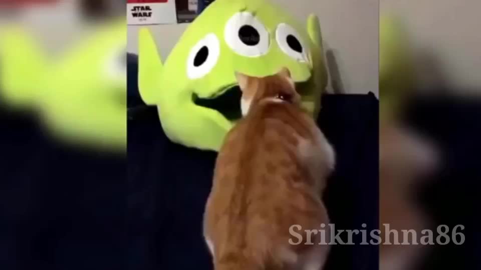 Cute And Funny Cat Videos Compilation | Baby Cats