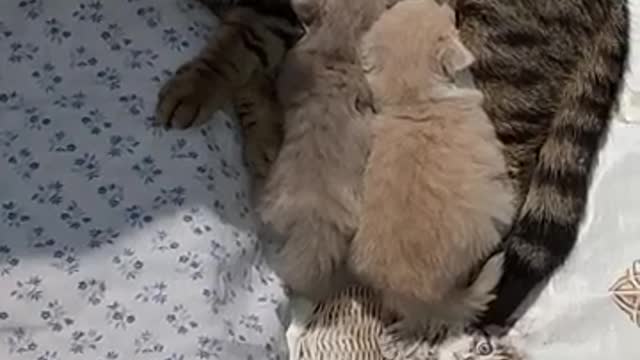 Funny cat chat 🐱