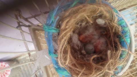 Canary feeds its chicks