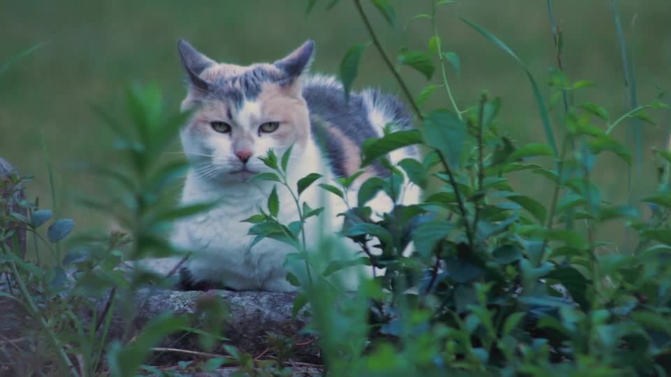 Cat Calico cat cat on stone