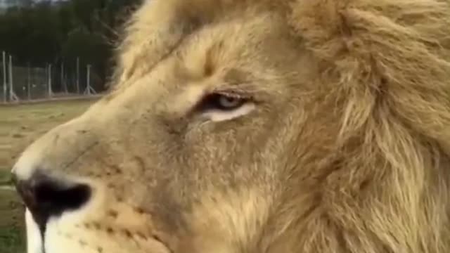 Lion, what are you straining your ears for