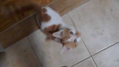 A Squeaky Kitten Learning to Meow