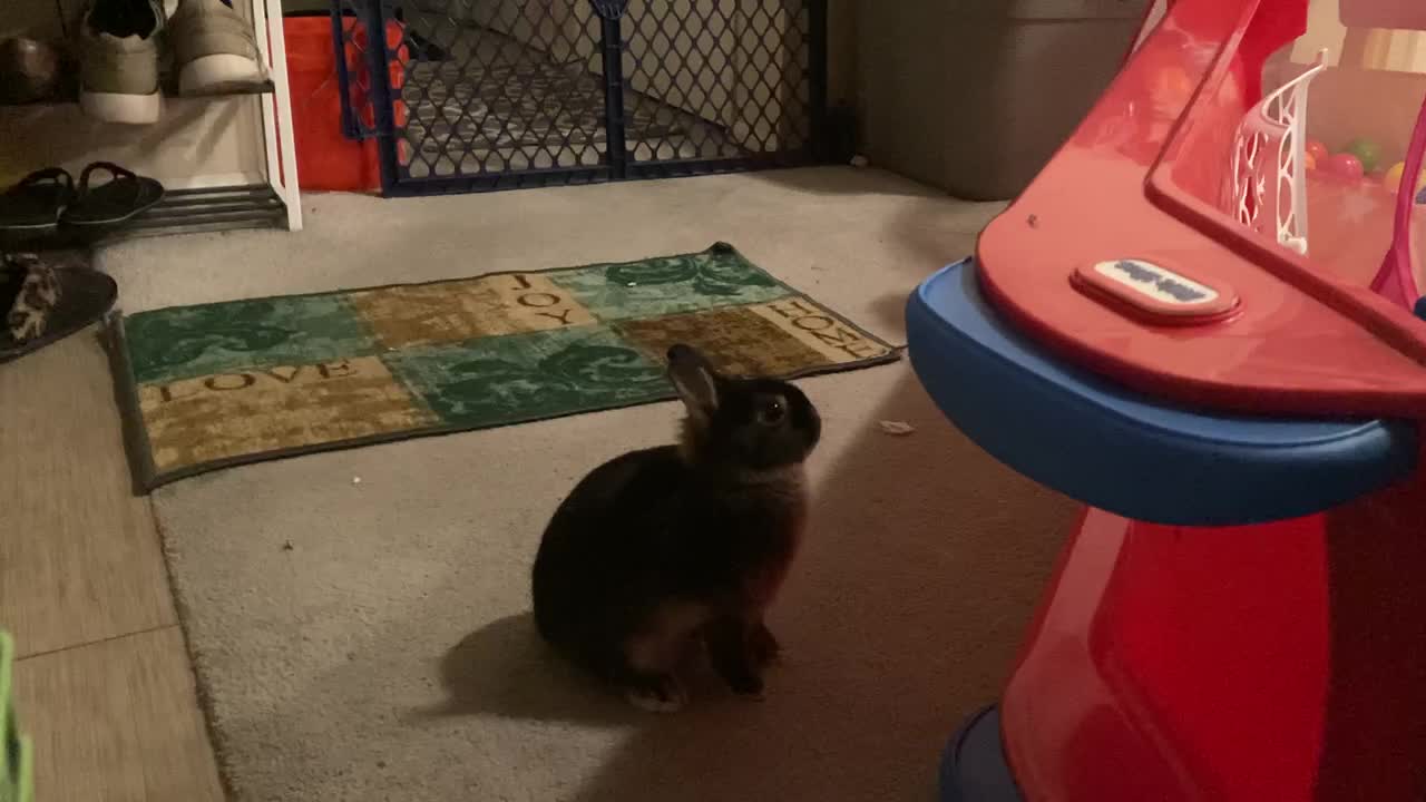 My Rabbit Jack Zoomies and Binkying part 3