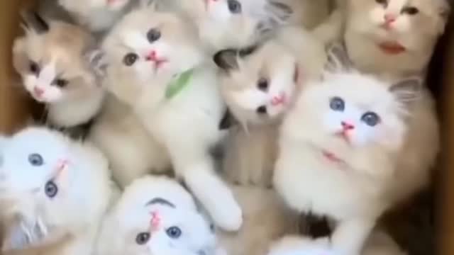 http://sharevideo1.com/v/aUZLU3V5Nk4yejA=?t=ytb&f=co
